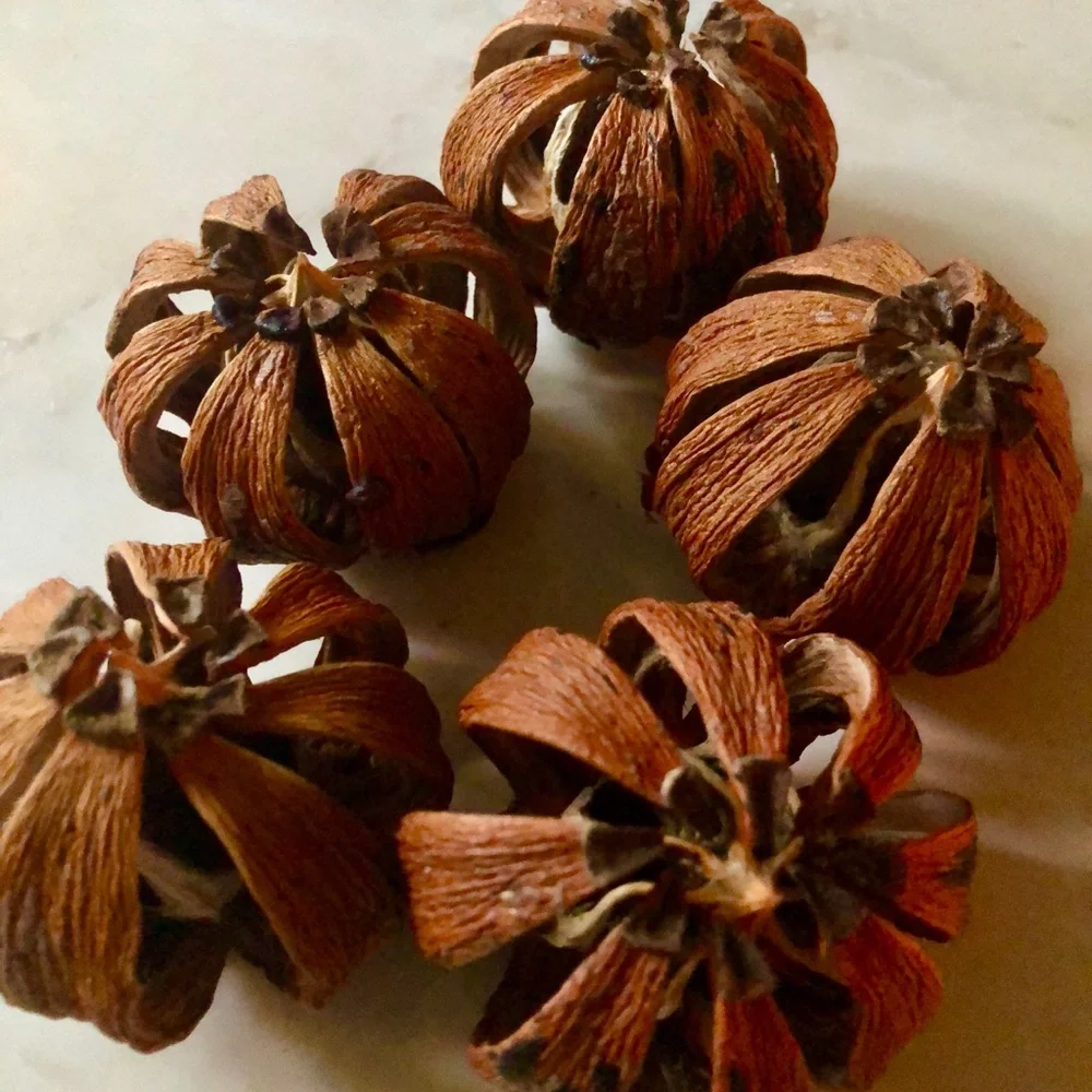 12 Natural Dried Pod Potpourri - Brown Home Accent